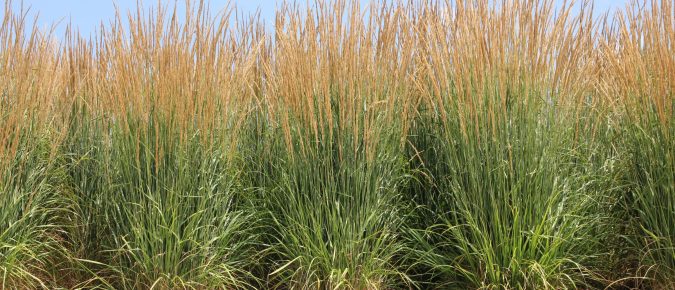 Feather Reed Grass, Calamagrostis x acutiflora ‘Karl Foerster’