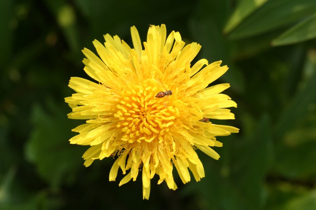 Plant Flowers to Encourage Beneficial Insects
