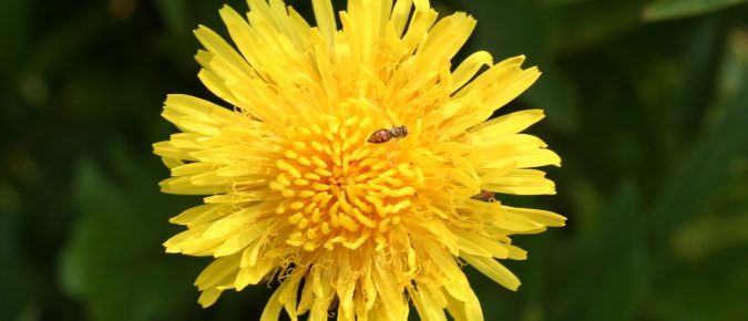 Plant Flowers to Encourage Beneficial Insects