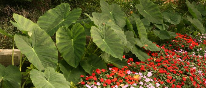 Elephant Ears (Colocasia, Alocasia, and Xanthosoma)