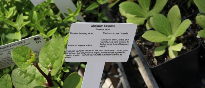 Malabar spinach, Basella alba
