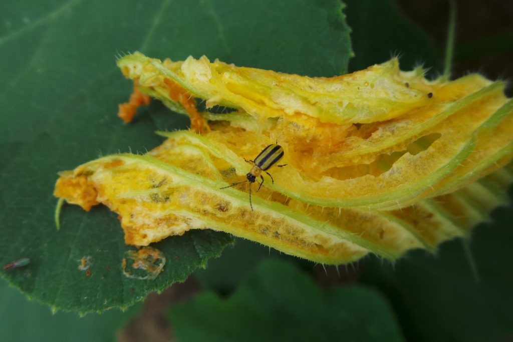 Cucumber Beetles