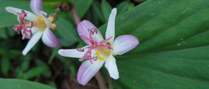 Hairy Toad Lily, Tricyrtis hirta
