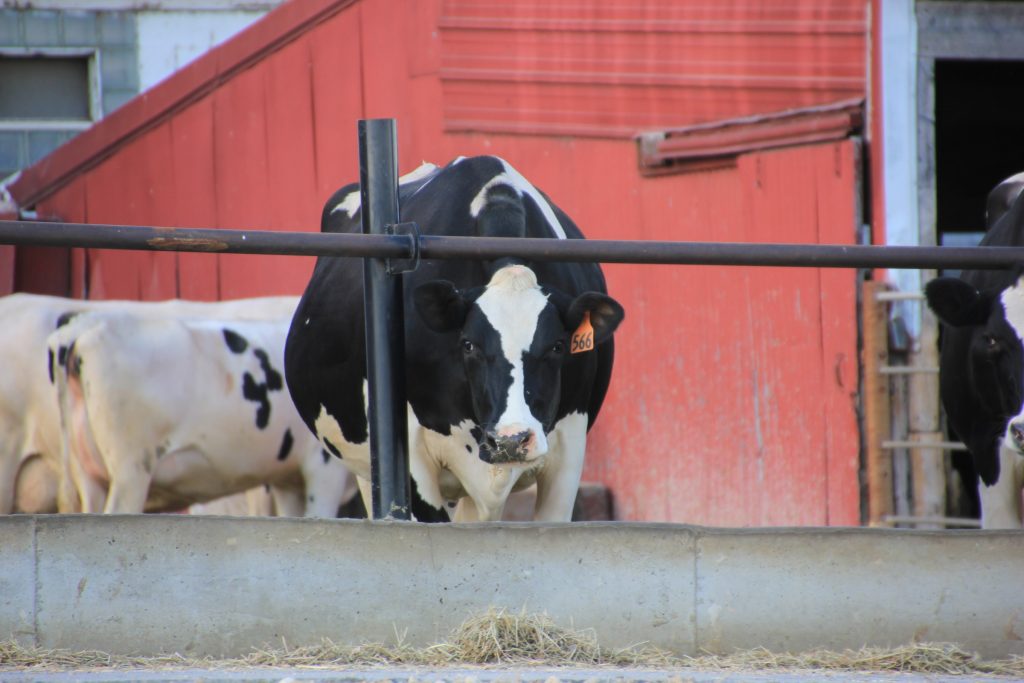 Using Manure in the Home Garden