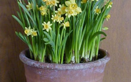 Forcing Bulbs