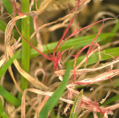 Disease Profile: Red Thread - Green Lawn Fertilizing