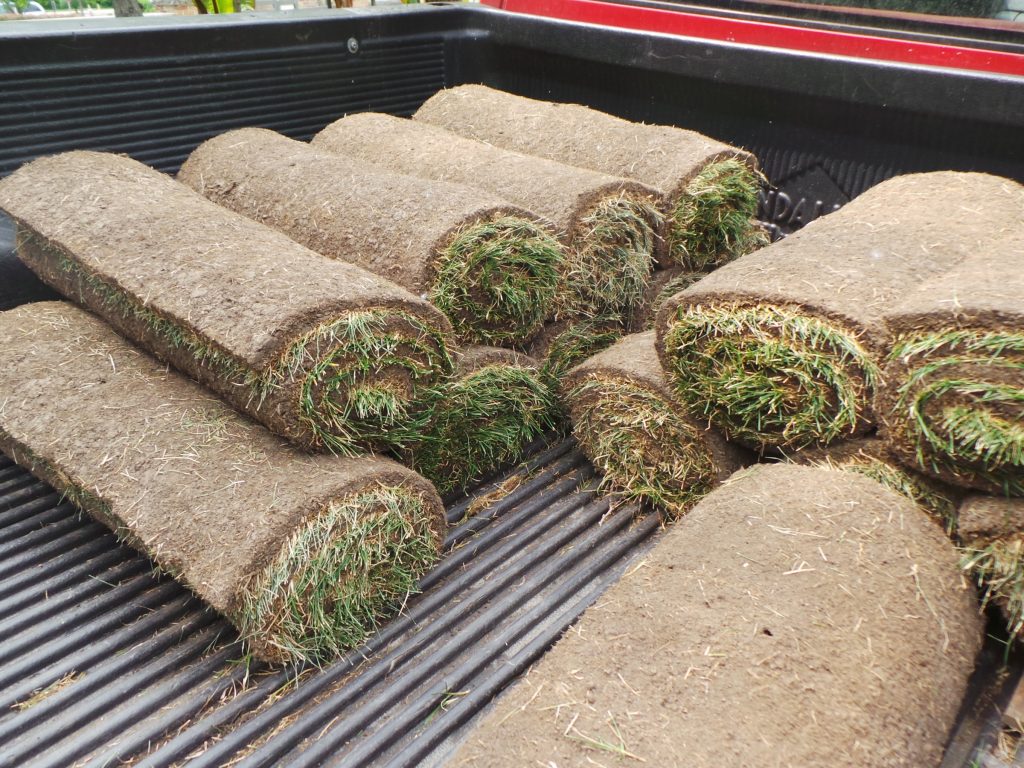 Lawn Establishment & Renovation