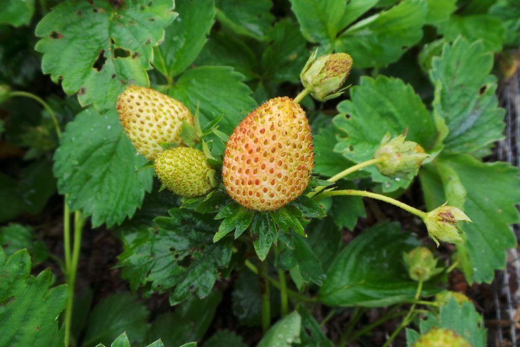 Angular Leaf Spot of Strawberry