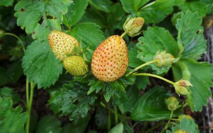 Common Leaf Spot Of Strawberry Wisconsin Horticulture