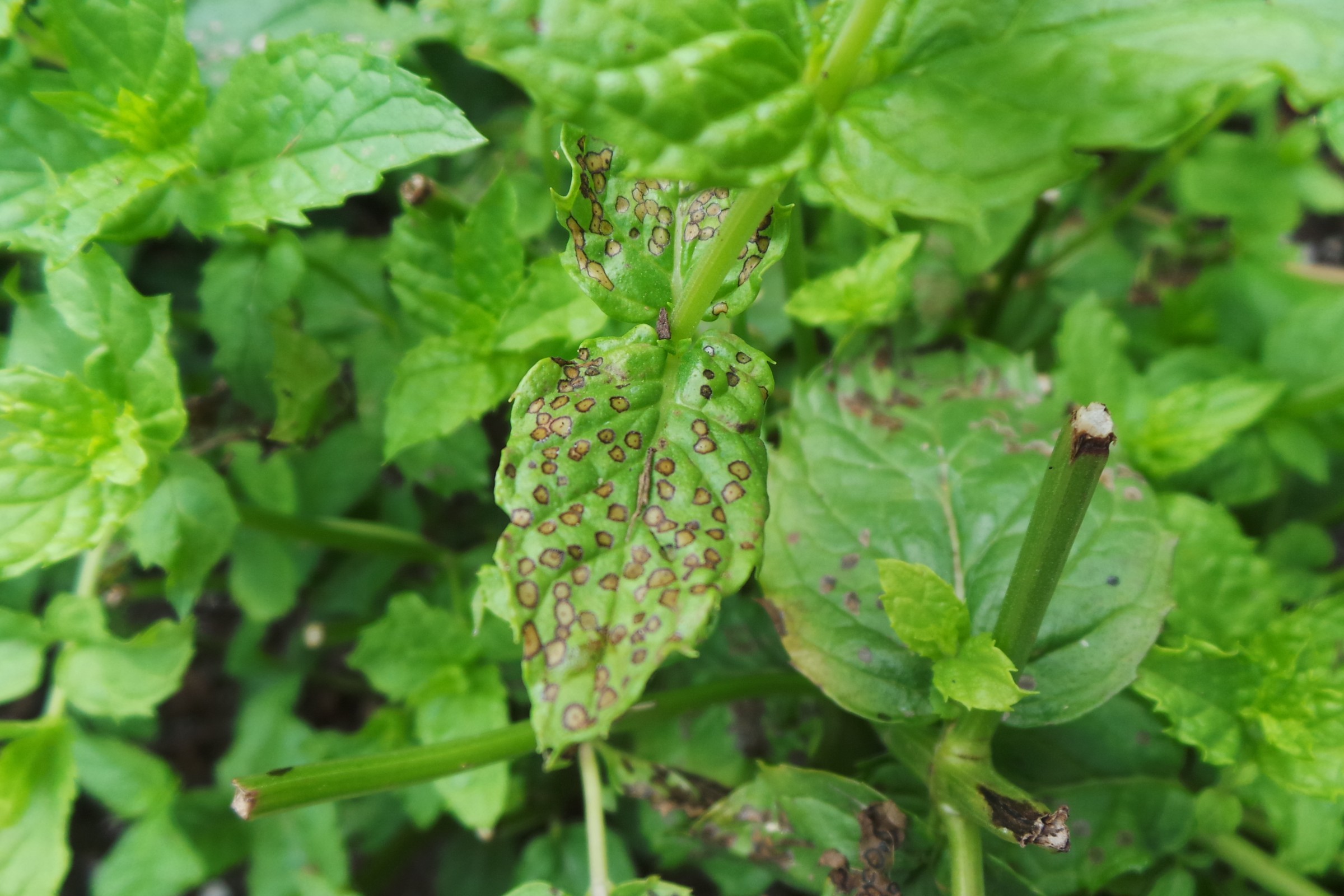 image of green leaves with brown spots