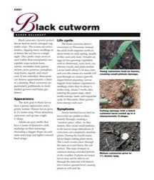 download black cutworm