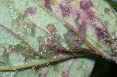 Straight-edged spots on strawberry leaves with oozy masses in the center are typical of angular leaf spot (Pic - Patty McManus)