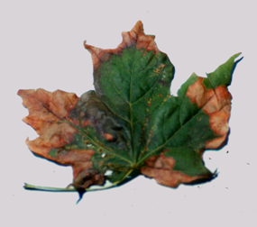 Anthracnose symptoms on maple leaf