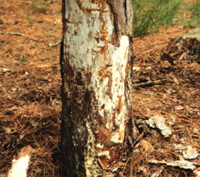White mats of fungal tissue (mycelial fans) within and beneath the bark of stems and roots affected by Armillaria root disease.