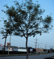 Ash tree with brooming symptom of ash yellows.