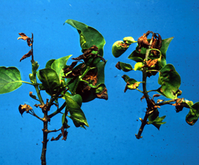 Bacterial Blight