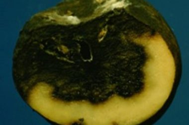 Bacterial soft rots cause the collapse of plant parts such as potato tubers. (Photo courtesy: UW-Madison/Extension)