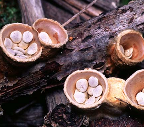 Fruiting bodies of Crucibulum laeve found on decaying wood. (Photo courtesy of Mark Steinmetz)