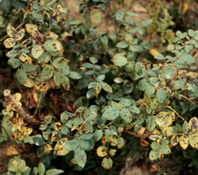 Typical spotting and yellowing of rose leaves due to black spot.