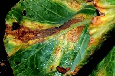 Black rot causes V-shaped yellow and brown/ dead areas in affected leaves. (Photo courtesy of Amanda Gevens)
