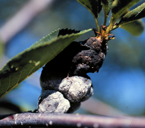 A typical older black knot gall with colonization by whitish secondary fungi.