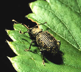 Black vine weevil adult. (Photo by David J. Shetlar)