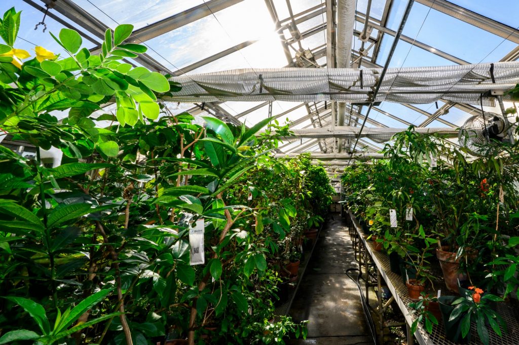 Managing Thrips in Greenhouses