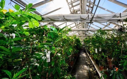 How To Get Rid Of Fungus Gnats In A Greenhouse
