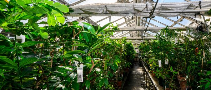 Managing Thrips in Greenhouses