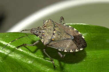 Adult brown marmorated stink bug. (Photo courtesy of David R. Lance, USDA APHIS PPQ, Bugwood.org)
