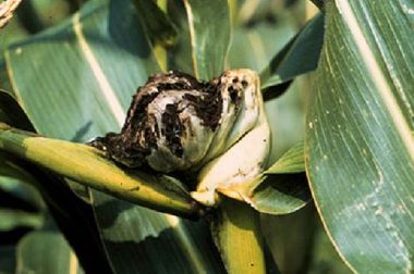 Common corn smut leads to tumor-like galls on corn filled with a sooty, black powder.