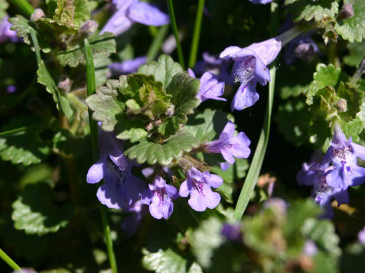 weed with small purple flowers