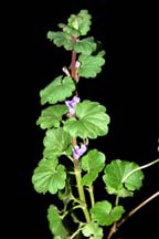 Creeping Charlie produces kidney-shaped leaves with scalloped edges on creeping stems