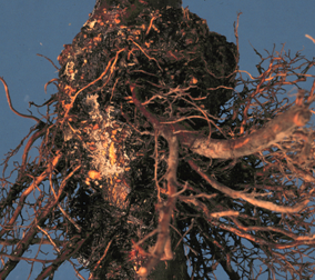 Crown gall leads to tumor-like growths that form at or near the soil line.