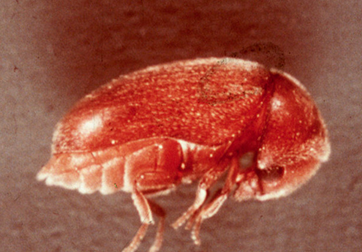 A drugstore beetle adult