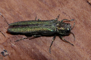 Adult EAB emerges from the inner bark of an ash tree from late May till September, creating a D-shaped exit hole.