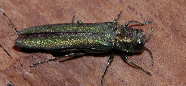 Homeowner Guide to Emerald Ash Borer Insecticide Treatments