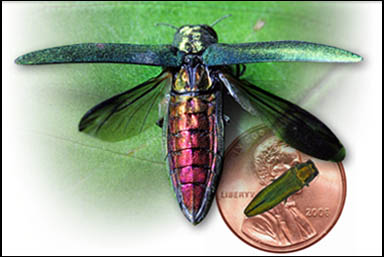Protecting Your Tree From Emerald Ash Borer