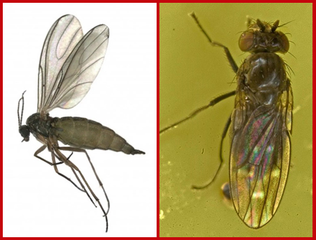 Manage fungus gnats with soil drench insecticide