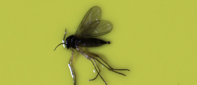 Fungus Gnats and Shore Flies in Greenhouses
