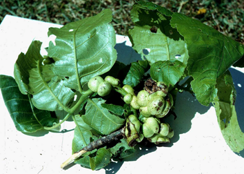 Hickory pouch galls