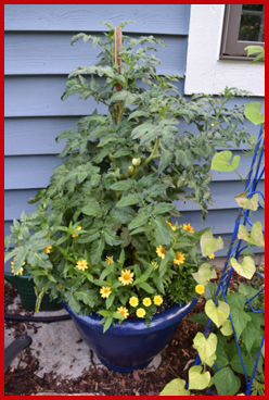 Growing Vegetables in Tubs