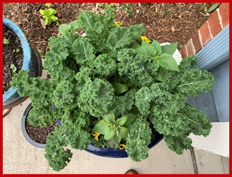 My Container Vegetable Garden