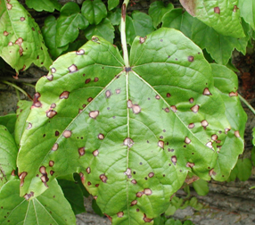 Roughly circular, red-bordered spots on Boston ivy typical of Guignardia leaf spot.