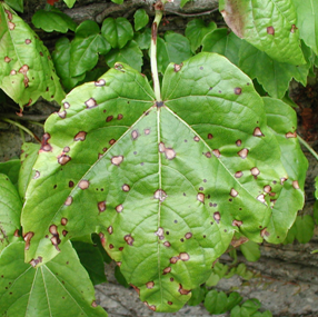 Guignardia Leaf Spot