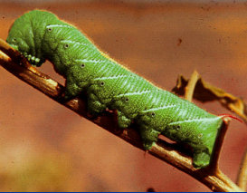 Photo of hornworm on a stick