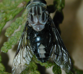 how to stop horse flies from biting dogs