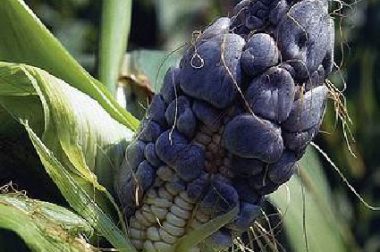 Huitlacoche can be an excellent source of carbohydrates, proteins, fats, vitamins and minerals. (photo courtesy of CIMMYT)