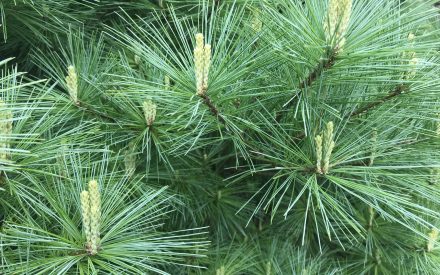 image of fresh pine shoots