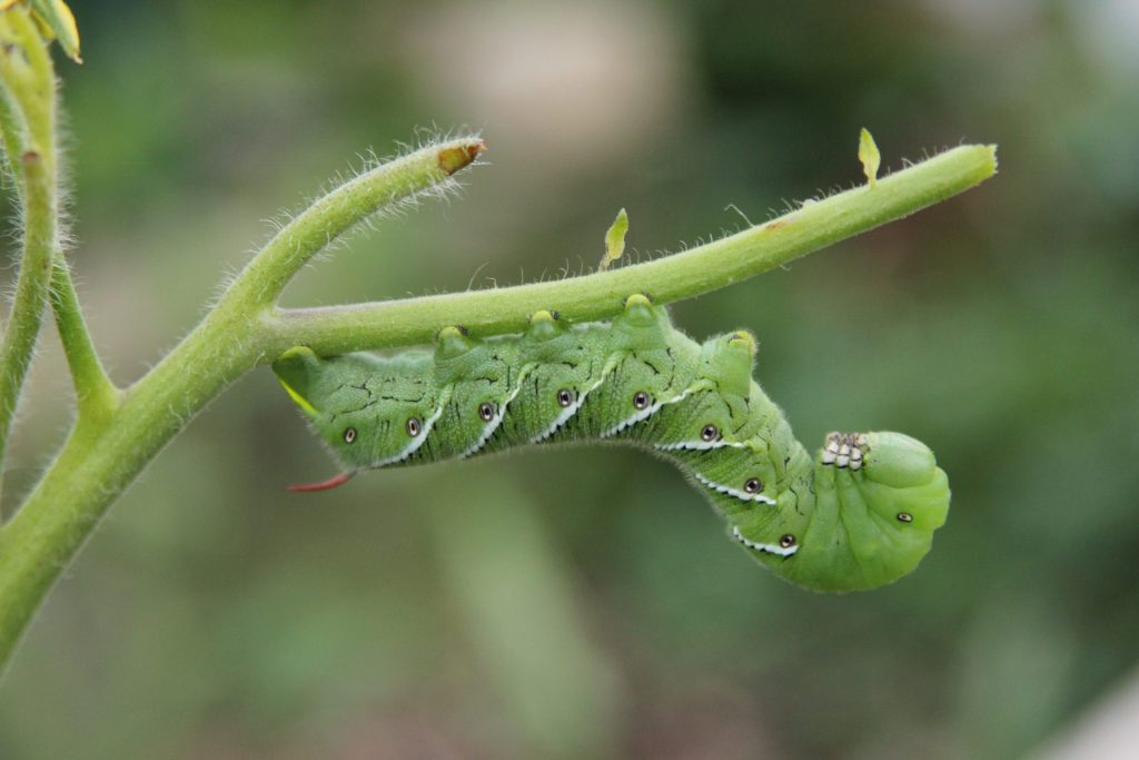 Hornworms